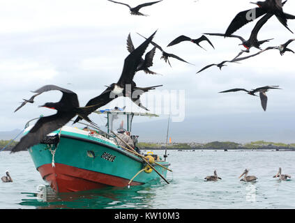 Maschio e femmina immaturi frigatebirds magnifico (Fregata magnificens) e Galápagos brown pellicani (Pelecanus occidentalis urinator) gregge attorno a un Foto Stock