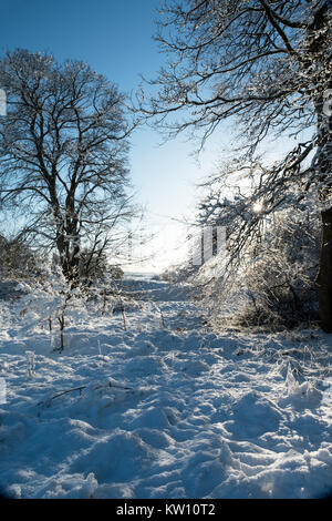 Coperta di neve bosco in prossimità di Via nel Lanarkshire, Scozia Foto Stock