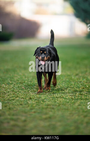 Adorabili dedicato di razza Rottweiler, passeggiate sull'erba Foto Stock