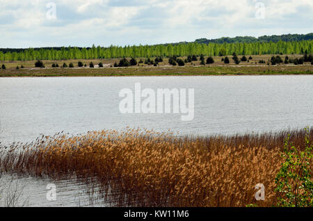 Risultato di data mining scenario, Lusatian paese sul mare, Wanninchen GFN, successione, Schlabendorfer lago, Bergbaufolgelandschaft, Lausitzer Seenland, Sukzession, Foto Stock