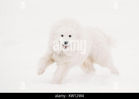 Funny bianco giovane cane Samoiedo o Bjelkier, Smile, Sammy giocando ad esecuzione rapida all'aperto nella neve stagione invernale. Giocoso Pet all'esterno. Foto Stock
