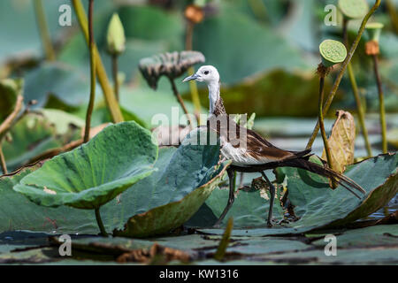 Pheasant-tailed Jacana - Hydrophasianus chirurgus camminando sulla vegetazione galleggiante, lago, Sri Lanka Foto Stock