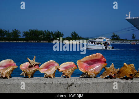 Queste belle Queen Conch gusci sono in vendita lungo la banchina a Nassau, Bahamas. Il catino absidale è un gasteropodi marini o mollusco. La carne è utilizzata per c Foto Stock