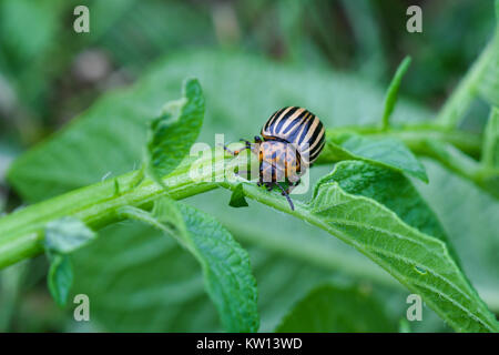 Adulto potato beetle divorando foglie di patate Foto Stock