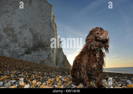 Cocker Spaniel seduto sulla spiaggia sotto le famose sette sorelle chalk cliffs, Cuckmere Haven, East Sussex, Regno Unito Foto Stock