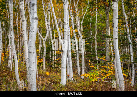 Foresta di White Paper Birch tronchi di alberi con foglie dorate in autunno Foto Stock