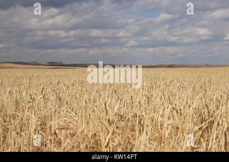 Paesaggio di un campo di grano stiramento verso l'orizzonte, cielo nuvoloso in estate Foto Stock