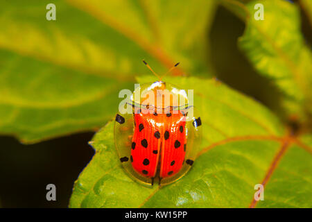 Guscio di tartaruga beetle. Aspidomorpha miliaris. Colonia Aarey, Mumbai, Maharashtra, India. Foto Stock