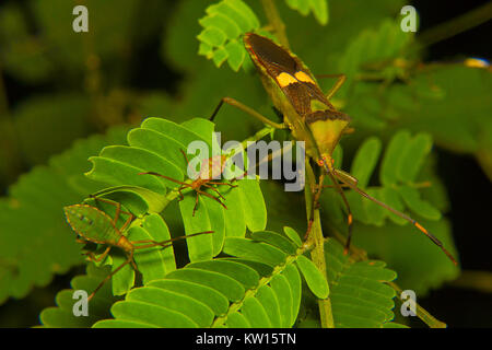 Bug di protezione, Pentatomidae. Latte Aarey colonia, Mumbai, Maharashtra, India Foto Stock