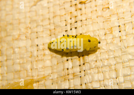 Gezabele comune, Delias eucharis, Pieridae. Kolhapur, Maharashtra, India. Foto Stock