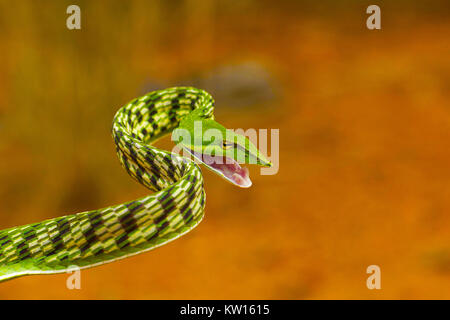 Vite verde serpente Ahaetulla nasuta, Mild velenose. Pondicherry, Tamil Nadu, India