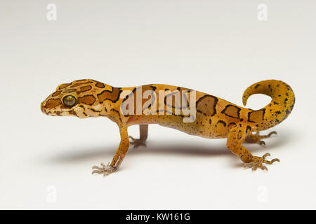 Massa gecko Geckoella sp Bangalore, Karnataka, India. Foto Stock