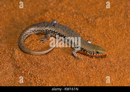 Molti-erba keeled Skink, Eutropis carinata, Scincidae. Pondicherry, Tamil Nadu, India Foto Stock