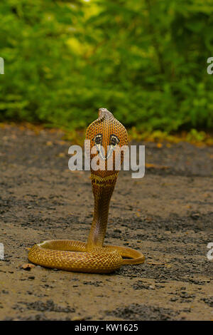 Spectacled Cobra. Naja naja. Elapidae Aarey colonia, Mumbai, Maharashtra, India. Foto Stock