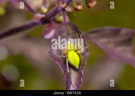 Green lynx spider, Peucetia sp. Pondicherry, Tamil Nadu, India Foto Stock