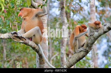 Famiglia di proboscide scimmie seduto su un albero nella selvaggia foresta pluviale verde sulla isola di Borneo. La proboscide di scimmia (Nasalis larvatus) o a becco lungo mon Foto Stock