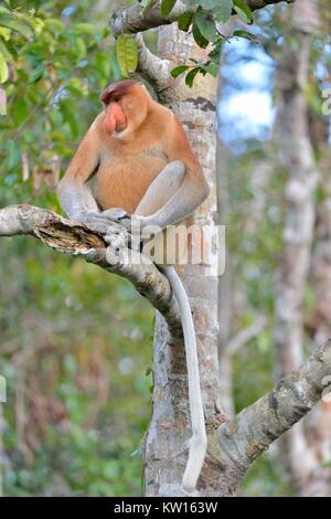 Il maschio della Proboscide Monkey seduto su un albero nella selvaggia foresta pluviale verde sulla isola di Borneo. La proboscide di scimmia (Nasalis larvatus) o a becco lungo la scimmia Foto Stock