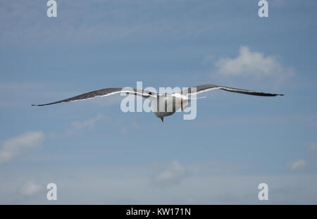 Caccia aringa gull visto da dietro Foto Stock