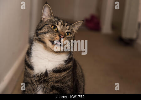 Un bellissimo tabby cat con la bocca aperta dopo l'odore di qualcosa. cat denti e la lingua in mostra, bianco soffice pelliccia del torace, cat a casa e gli occhi gialli. Foto Stock