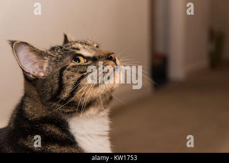 Un primo piano di un bellissimo tabby cat faccia. Long whiskers, gli occhi gialli, bella bocca e naso guardando verso l'alto. Foto Stock