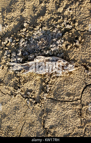Lo scheletro di un pesce sulla terra rotto di un basso livello serbatoio Foto Stock