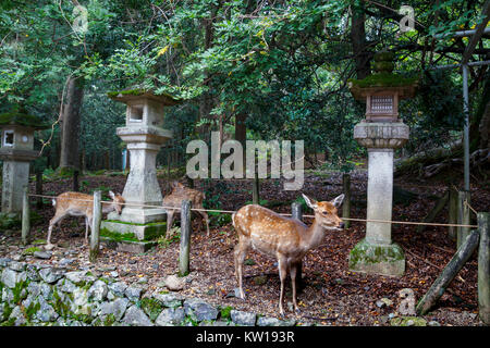 Lanterne di pietra e cervi di Kasuga Taisha Sacrario di Nara, Giappone Foto Stock