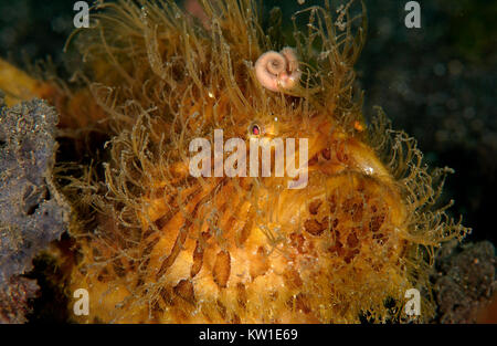 Striato pesce rana Peloso (ANTENNURIUS STRIATUS) Foto Stock