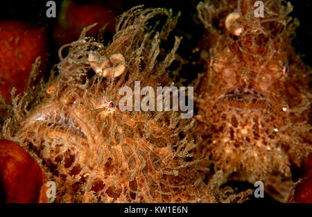 Coppia di rana pescatrice con striping (ANTENNURIUS STRIATUS) con vite senza fine come esca - Variazione pelosi. Conosciuta anche come la rana pescatrice Foto Stock