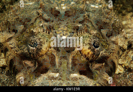 Occhi minaccioso del CROCODILEFISH FLATHEAD (CYMBACEPHALUS beauforti) Foto Stock