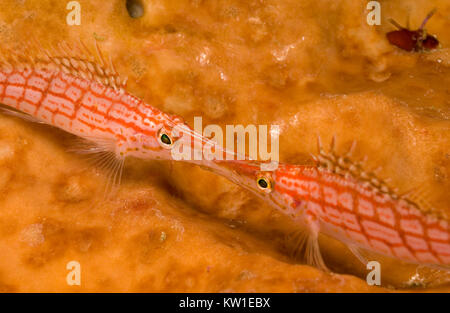 LONGNOSE HAWKFISH (OXYCIRRHITES TYPUS) bocche ad incastro Foto Stock