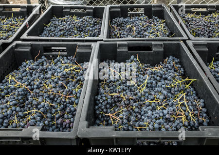 Rtveli, una vendemmia di Alexandrouli & Mudzhuretuli uve, che crescono solo in vigneti Khvanchkara, vicino alla città di Ambrolauri in Racha, Georgia Foto Stock