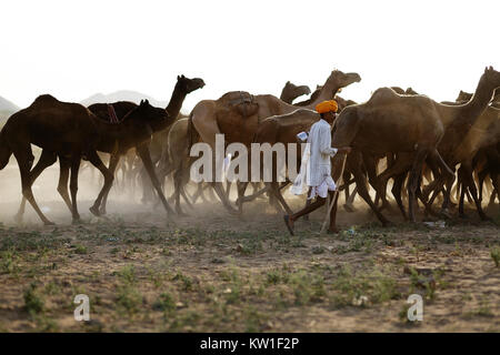 Un cammello trader con la sua mandria durante l annuale Pushkar Camel fair, Pushkar, Rajasthan, India Foto Stock
