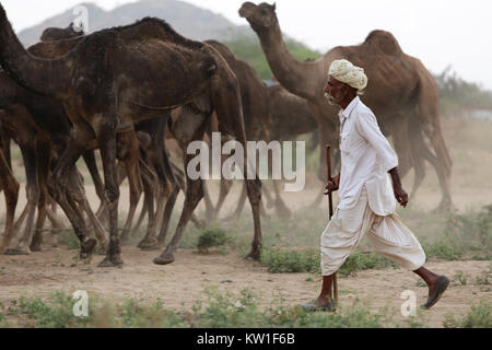 Un commerciante di cammelli a piedi lungo con la sua mandria durante l annuale Pushkar Camel fair, Pushkar, Rajasthan, India Foto Stock