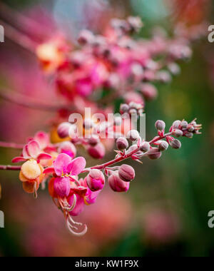 Cassia marginata (rosso doccia albero) in piena fioritura in Cairns, Queensland, Australia. Close-up di fiori in colore di primo piano e sfondo sfocato Foto Stock