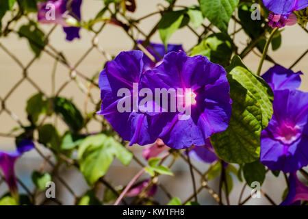 Fiori blu di gloria di mattina di Ipomea genere della famiglia Convolvulaceae (Ipomea purpurea) Foto Stock