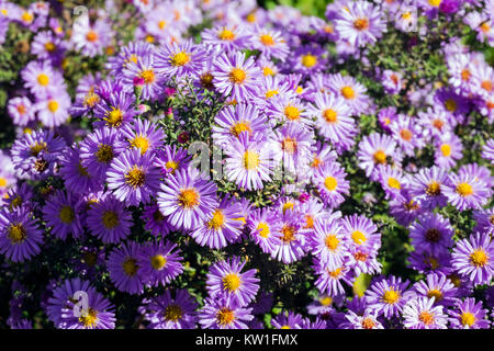 Viola autunno aestri con centri di giallo (Symphyotrichum novi-belgii) Foto Stock