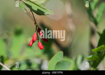 Diverse bacche rosse di Crespino comune maturazione su una bussola (Berberis vulgaris) Foto Stock