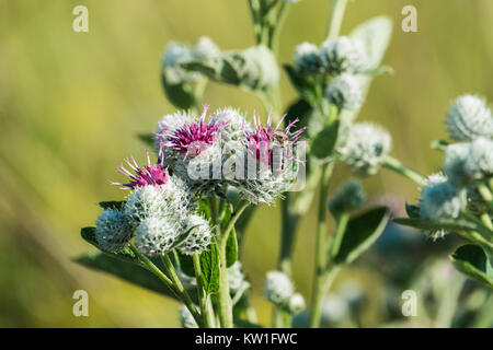 Lilla-violetto fiori di lana e di bardana bee raccogliendo il polline (Arctium tomentosum) Foto Stock