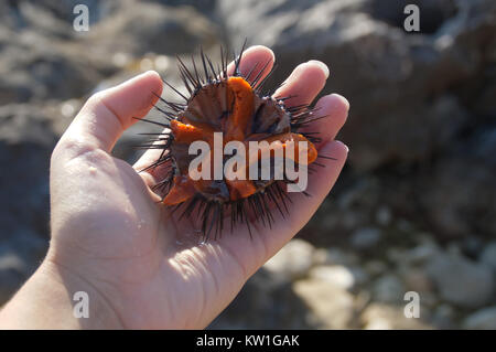 Aprire ricci di mare Foto Stock