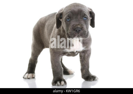 Bella giovane cucciolo italian mastiff cane corso ( 5 settimane ) Foto Stock