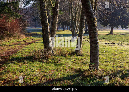 Tronchi di alberi e percorso sovradimensionate Foto Stock