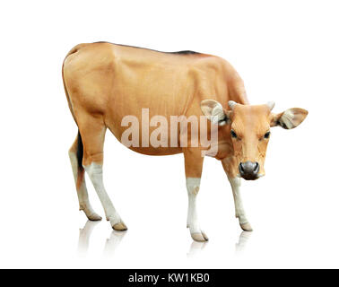 Brown banteng isolati su sfondo bianco Foto Stock