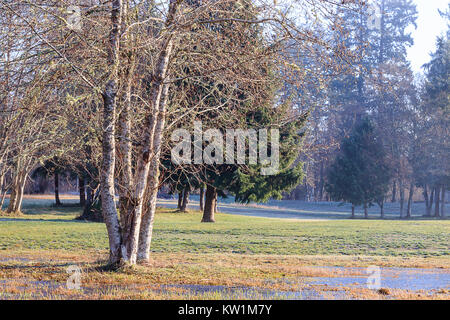 Frosty verdi colline attraverso gli alberi Foto Stock