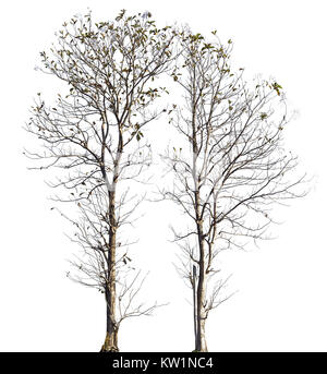 Albero del teck è decidua isolati su sfondo bianco (Tectona grandis). Foto Stock