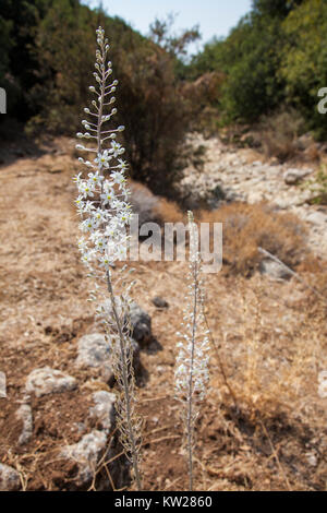 Squill, squill mare, mare cipolla, squill marittima Drimia maritima urginea maritima Foto Stock