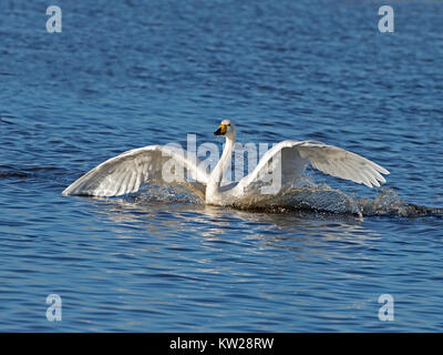 Whooper swan sbarco Foto Stock