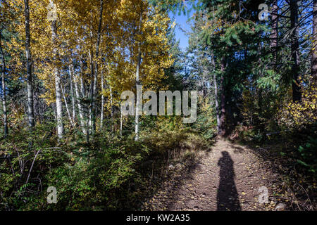 La mia ombra esplora il percorso di foresta in cerca di temperature più basse. Santa Catalina Mountains vicino a Tucson, Arizona. Foto Stock