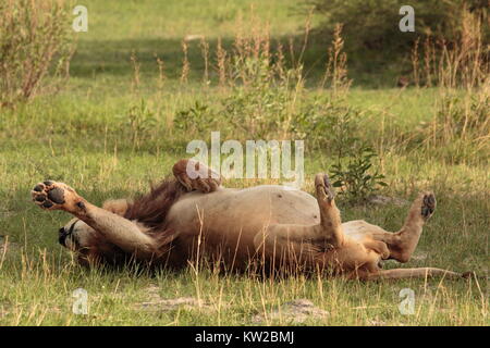 Lazy Lion rolling in erba Foto Stock