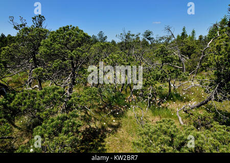 Osterzgebirge, i Monti Metalliferi, di alto livello moor con stagno campo di legno Georgen, Monti Metalliferi, Hochmoor bei Zinnwald Georgenfeld Foto Stock