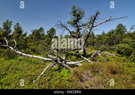 Osterzgebirge, i Monti Metalliferi, di alto livello moor con stagno campo di legno Georgen, Monti Metalliferi, Hochmoor bei Zinnwald Georgenfeld Foto Stock